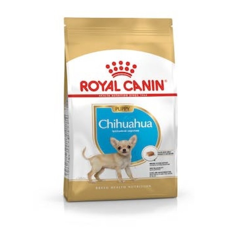 bhn-chihuahua-puppy-500g